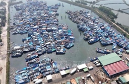 Ngư dân linh hoạt giữa thời 'bão' giá