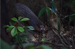 Huế đưa 9 con tê tê Java về môi trường tự nhiên