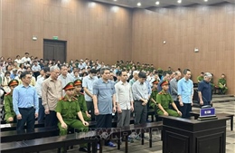 Giám đốc Công ty Hoàng Dân kháng cáo xin giảm nhẹ hình phạt