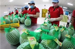 Hành trình nâng tầm thương hiệu cho bưởi da xanh Việt