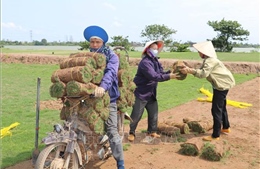 Trồng cỏ Nhật cho lợi nhuận đến 300 triệu đồng/ha/năm