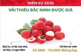 Niên vụ 2026: Vải thiều Bắc Ninh được giá