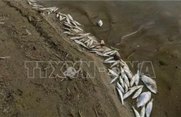 Quảng Trị: Kiểm tra nguyên nhân cá tự nhiên chết trên sông Thác Ma