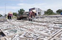 Quảng Trị: Nhọc nhằn mưu sinh nghề cá nục hấp ở Cửa Việt giữa trời nắng nóng