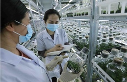 Tổ chức vi phạm về sản xuất, buôn bán giống cây trồng bị phạt đến 100 triệu đồng