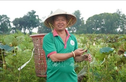 Đồng Tháp kể câu chuyện tăng giá trị cho cây sen