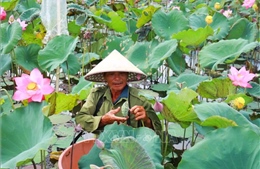 Mở hướng phát triển xanh và chế biến sâu từ cây sen