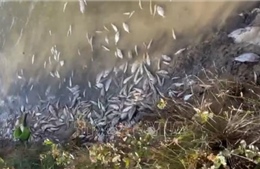 Vụ cá chết bất thường dọc bờ sông ở Quảng Trị: Lấy mẫu xét nghiệm, rà soát các nguồn xả thải
