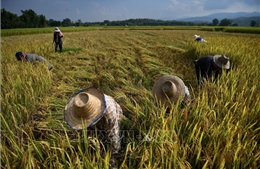 Siêu El Niño có thể gây cú sốc tăng giá lương thực toàn cầu đến năm 2028