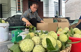 Mùa na ngọt vùng chân núi Tam Đảo