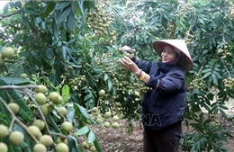 Vượt bất lợi thời tiết, nhãn lồng Hưng Yên khẳng định thương hiệu