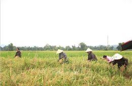 Ứng phó bão số 1: Lên phương án tiêu úng, bảo vệ lúa mới gieo cấy