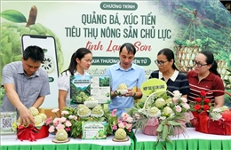 Đa dạng hình thức quảng bá và tiêu thụ đặc sản na núi đá Lạng Sơn