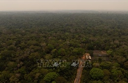 Brazil: Tình trạng bảo tồn rừng Amazon cải thiện đáng kể trong năm 2026
