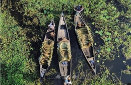 Mùa thu hoạch hoa súng ở Bangladesh