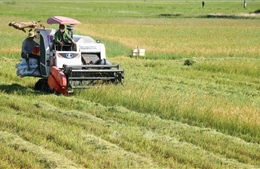 Khẩn trương thu hoạch lúa Hè Thu tránh thời tiết bất lợi