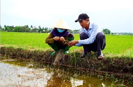 Xâm nhập mặn có thể lấn sâu tại Đồng bằng sông Cửu Long 