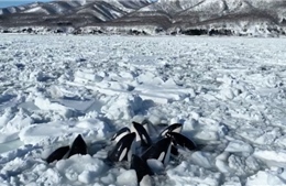 Cận cảnh đàn cá voi sát thủ bị băng trôi vây khốn ngoài khơi Hokkaido (Nhật Bản) 