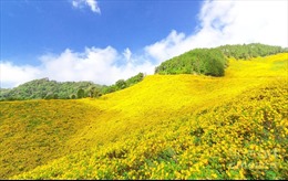 Tháng 11 đến Gia Lai để ngắm hoa dã quỳ phủ ngập núi lửa Chư Đang Ya 