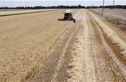 Politico: Nga đang giành chiến thắng trong cuộc chiến ngũ cốc toàn cầu
