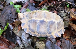 Quảng Bình: Tiếp nhận 3 cá thể rùa núi viền quý hiếm, nguy cấp cần được bảo vệ