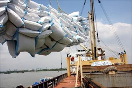 Giá xuất khẩu liên tục tăng: Cơ hội tăng trưởng mới cho gạo Việt Nam