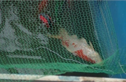 Cần nhìn nhận đúng về việc cá Koi chết sau khi thả ở sông Tô Lịch