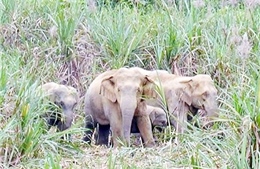 Gia Lai: Xuất hiện đàn voi rừng ở huyện biên giới Chư Prông