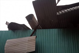 Lâm Đồng: Lốc xoáy tuốt rụng hàng chục tấn sầu riêng non