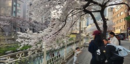 Hoa anh đào nở muộn gây thất vọng ở Hàn Quốc