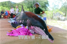 Cá voi nặng gần 200 kg dạt vào bờ biển Duy Xuyên, Quảng Nam