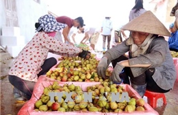Chất lượng và thương hiệu quyết định nông sản Việt vươn ra thế giới