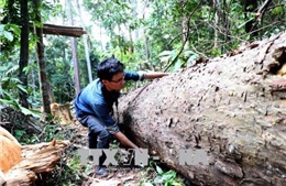 Khởi tố vụ phá rừng phòng hộ quy mô lớn ở Bình Định