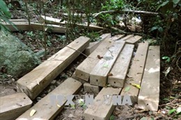 Chờ kết quả điều tra vụ phá rừng trái phép tại Ngân Sơn, Bắc Kạn