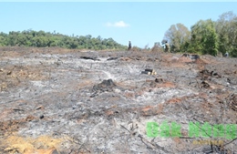 Có dấu hiệu vi phạm pháp luật hình sự trong công tác quản lý bảo vệ rừng