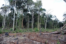 Chấm dứt dự án quản lý rừng của Hợp tác xã Hợp Tiến, Đắk Nông