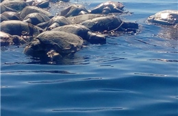 Phát hiện hàng trăm rùa biển Golfinas chết trôi tại bờ biển Mexico