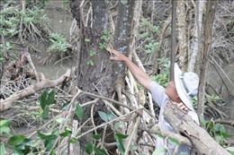 Phê duyệt Đề án Quản lý rừng bền vững và Chứng chỉ rừng
