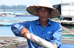 Cá chết trắng lồng ở Quảng Ngãi, gần 100 hộ nuôi thiệt hại nặng