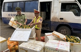 Vận chuyển trái phép 1.395kg hoa quả  