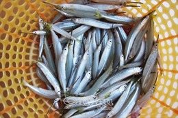 Thương lái thu mua cá lìm kìm với giá cao bất thường, lên đến 750.000 đồng/kg