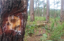 Hàng trăm cây thông bị kẻ gian khoan lỗ đổ thuốc diệt cỏ 