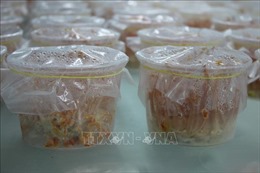 Sản xuất giống và nuôi thương phẩm nấm đông trùng hạ thảo tại Thanh Hóa