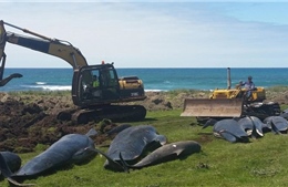 Hơn 50 cá voi chết do mắc cạn tại New Zealand