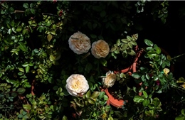 Hơn 200 giống hoa hồng ngoại hương thơm quyến rũ phục vụ Tết 2019