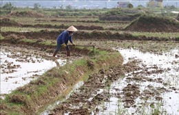 Năm 2019, Quảng Trị có trên 6.900 ha đất lúa thiếu nước không sản xuất được