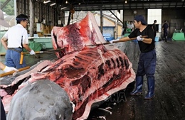 Nhật Bản nối lại hoạt động đánh bắt cá voi thương mại