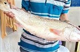 Ngư dân Quảng Ngãi &#39;săn&#39; được cá sủ vàng quý hiếm, trị giá hàng trăm triệu đồng