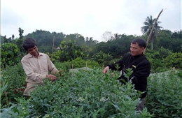 Trở thành triệu phú nhờ đưa giống cúc Đà Lạt về trồng trên đất Tuyên Quang