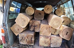 Phát hiện vụ vận chuyển 32 hộp gỗ lậu giấu dưới các bao trấu